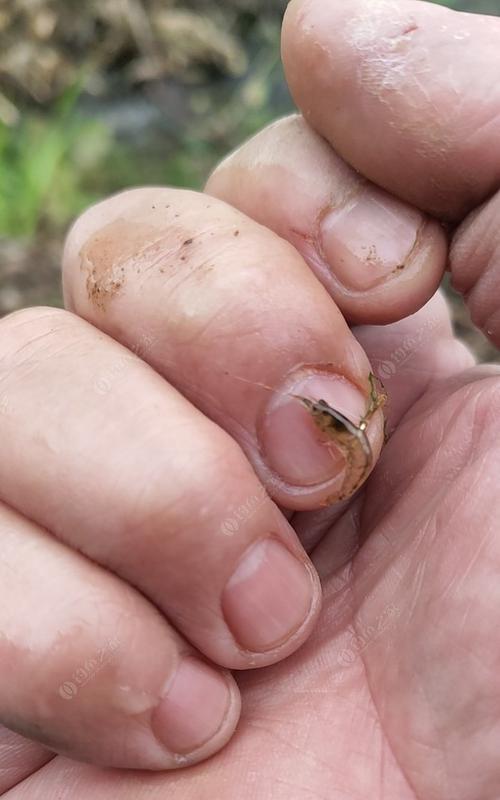 青苔钓鱼技巧（掌握青苔钓鱼的关键）