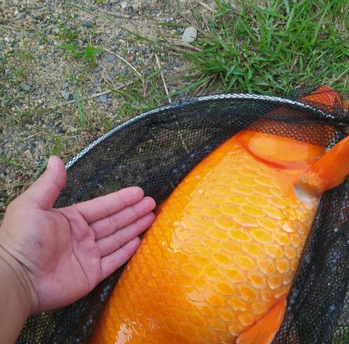 商品饵野钓鲤鱼技巧与方法（探秘鲤鱼的喜好及钓鱼技巧）