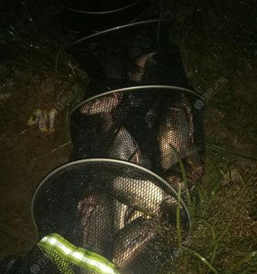 夜钓草鱼的绝佳技巧（用香蕉作饵）