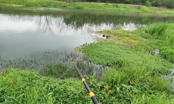 鱼钩钓鲫鱼的正确方法和技巧（掌握技巧轻松捕获丰收）