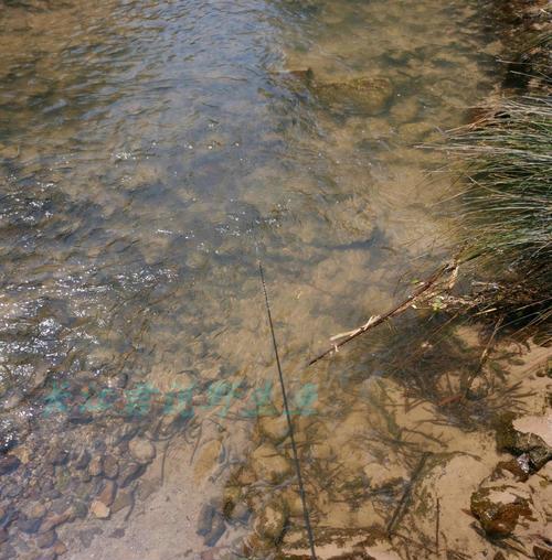 玉米野钓水沟鱼技巧（掌握技巧轻松捕获水沟鱼）