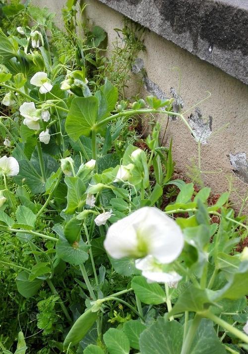 油菜花季，尽享钓鱼乐趣（挑战油菜花季钓鱼技巧）