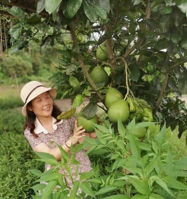 柚子钓鱼，新奇饵料的利用之道（以柚子为饵料）