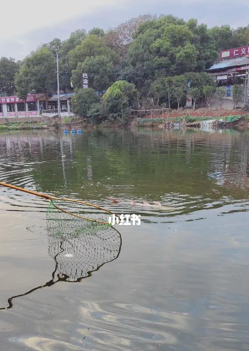 钓鱼大全（池塘钓鱼技巧与经验分享）