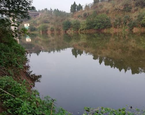 沟中钓鱼技巧（沟中钓鱼技巧）