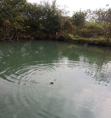 流水钓鱼的技巧（掌握技巧让你钓到满满的收获）