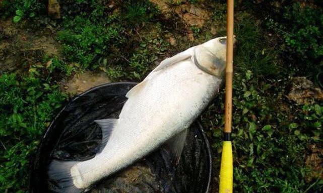 水库抛竿钓鲢鳙的绝技（掌握有效技巧）