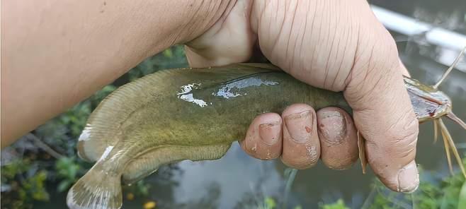 小水沟钓鱼技巧（用超小鱼竿在小水沟中钓鱼）