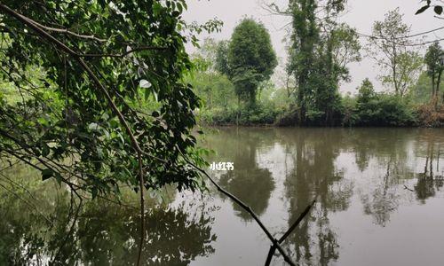 雨天钓鱼的技巧与心得（早春雨天如何增加钓鱼成功率）