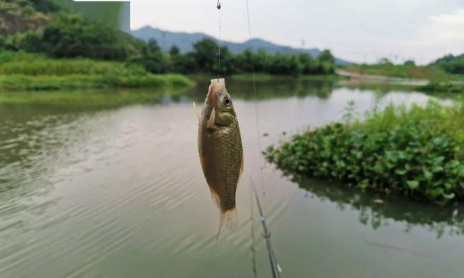 自然水域钓鱼上钩技巧是什么？如何提高钓鱼成功率？