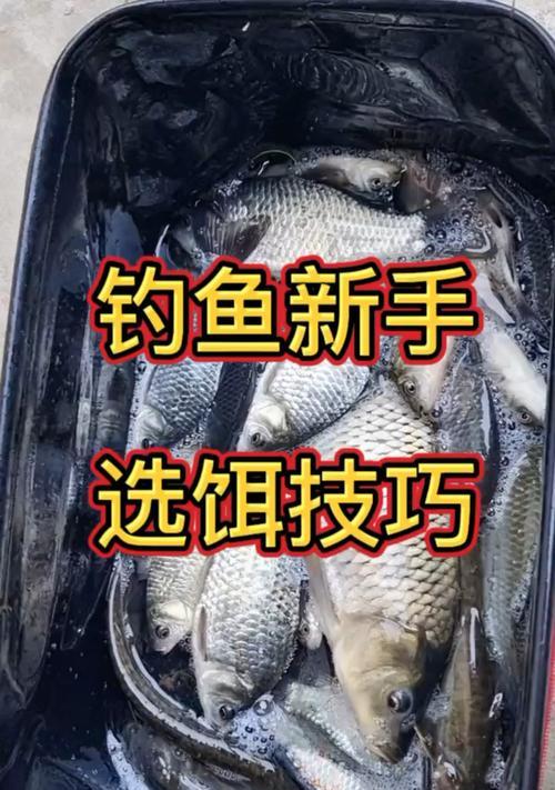 自制钓鱼饵料和钓鱼技巧有哪些常见问题？如何解决？