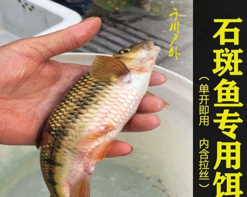 自制鱼饵钓石斑鱼技巧有哪些？如何提高钓获率？