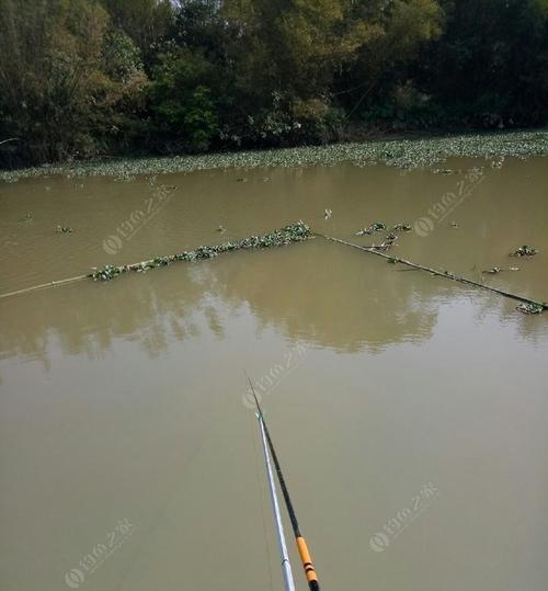 走水河里钓鱼技巧有哪些？如何应对流水挑战提高钓鱼成功率？