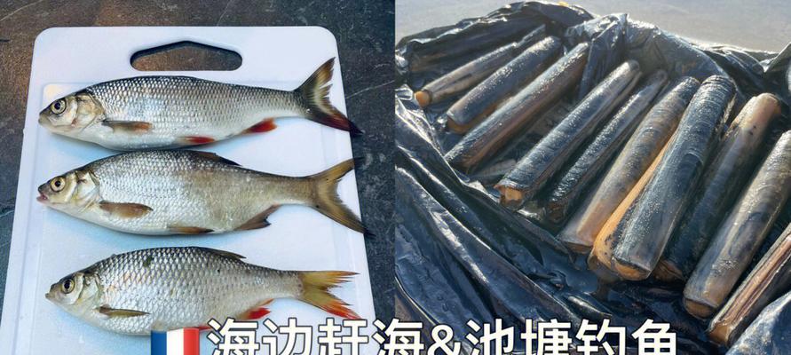 最新赶海钓鱼技巧教程？如何快速掌握赶海钓鱼的秘诀？