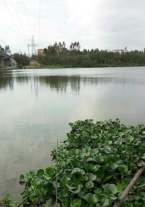 5月野河钓鱼技巧有哪些？如何提高钓获率？