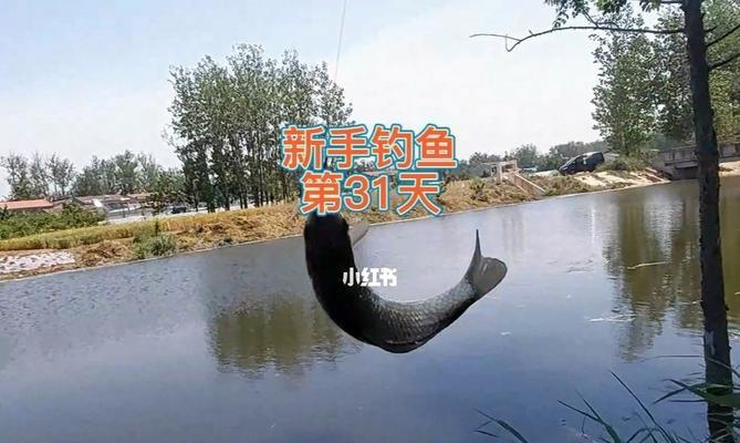 15度白天钓鱼技巧是什么？如何提高钓获率？