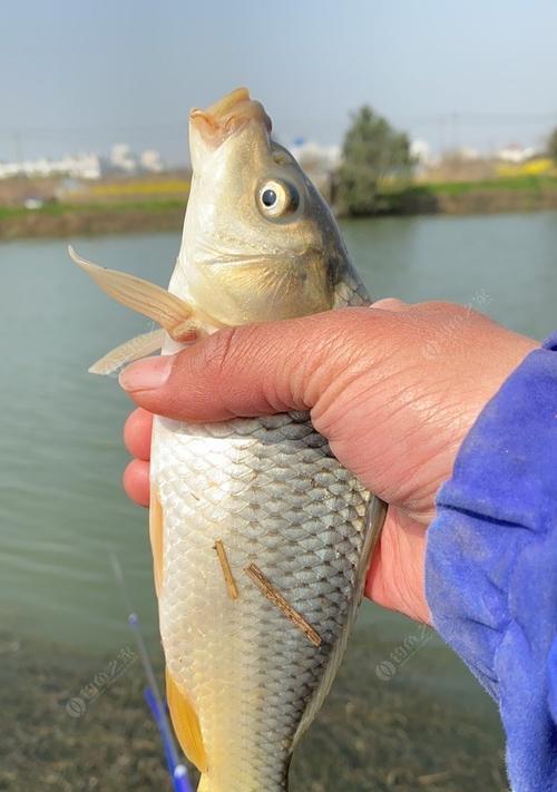 3月中旬野钓鲤鱼技巧是什么？如何提高鲤鱼上钩率？