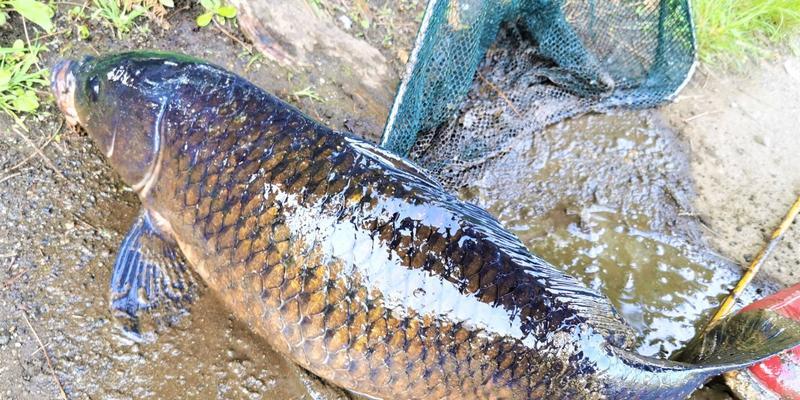 5月野河夏季钓鲤鱼方法与技巧？如何提高钓鲤鱼的成功率？