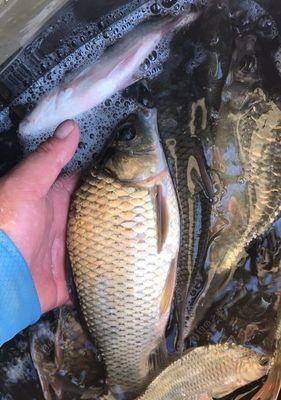 初冬流水河里夜钓鲤鱼有哪些技巧？如何提高钓鲤鱼的成功率？