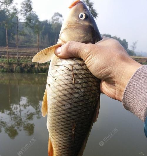 初冬小雨天野钓鲤鱼技巧是什么？如何提高钓鲤鱼的成功率？