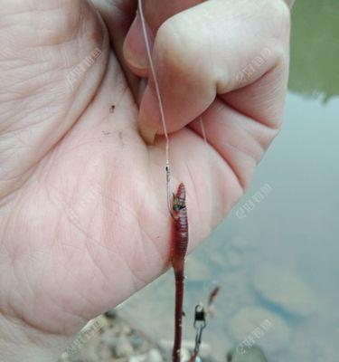 初夏钓鲤鱼有哪些技巧？四海钓鱼爱好者如何应用这些技巧？