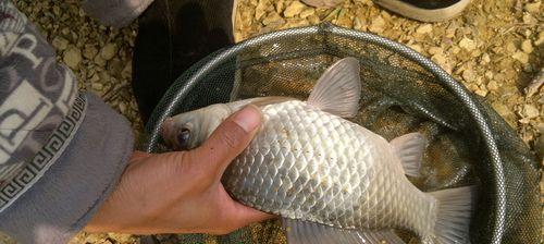 初夏钓鱼技巧教程？如何在初夏季节提高钓鱼成功率？