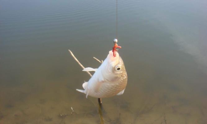 初夏钓鱼如何选择最佳钓位？掌握这些技巧轻松钓大鱼！