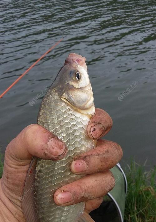 初夏流水河钓鱼技巧？如何提高钓获率？