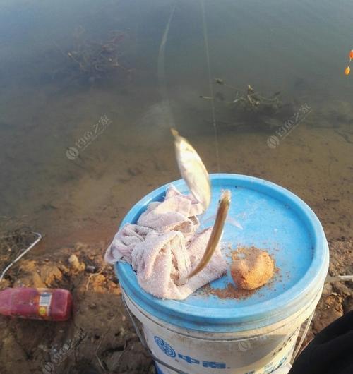 初夏野钓白条如何开饵？有哪些开饵技巧？