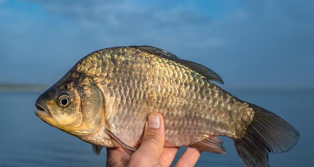 初夏野钓鲫鱼有哪些技巧？如何提高钓鲫鱼的成功率？